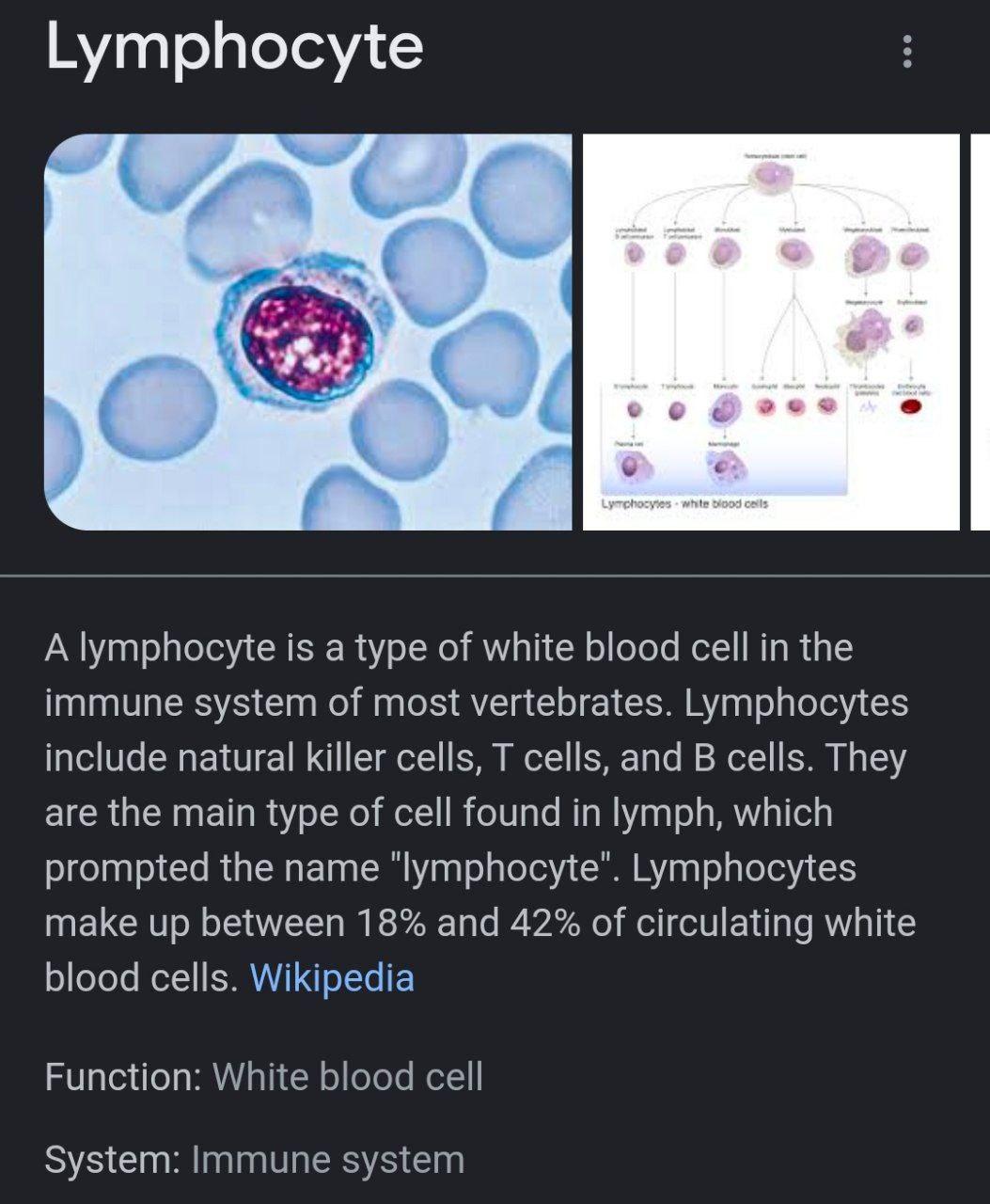 Lymphocytes