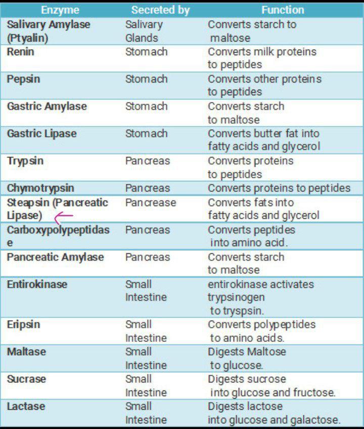 The source of enzyme Lipase is .